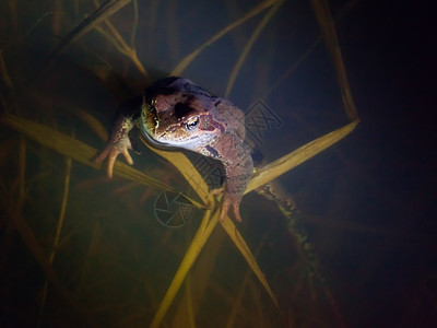 棕青蛙晚上在水中静地坐着户外宁自然图片