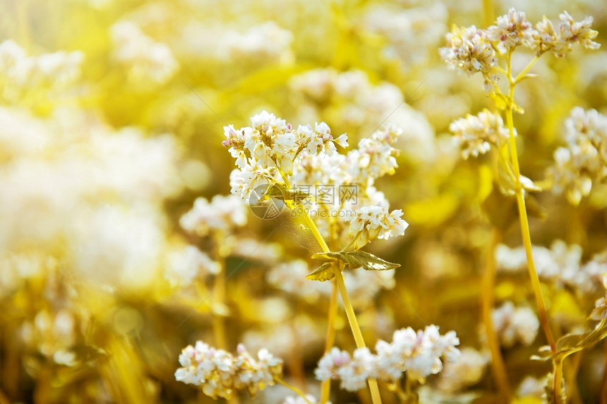 花的夏上白黄金自然的乡村景色盛开漂亮的图片