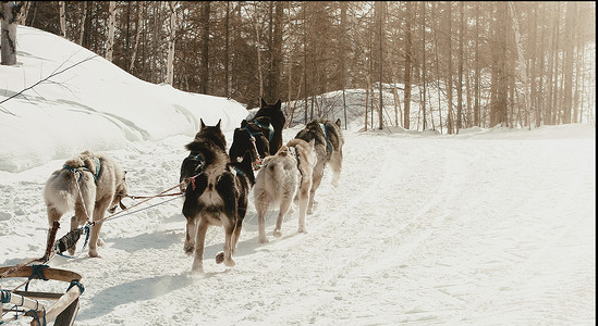 雪橇犬在冬季上跑的橇狗比赛中躲在雪橇后面的马舍尔人极舌头图片