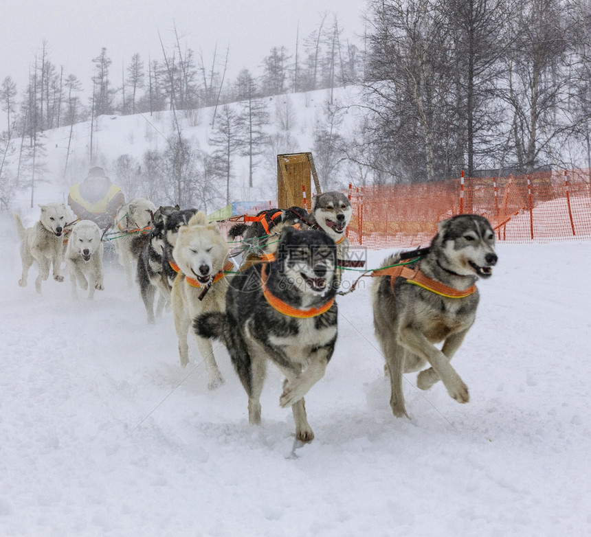 西伯利亚眼睛她躲在雪橇后面的里在冬季上跑狗团队图片