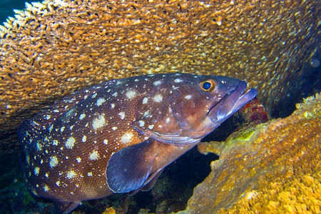水可爱的小斑点岩礁鳕Epinephheliuscaeruleopunctatus珊瑚礁南阿里环马尔代夫印度洋亚洲水肺背景图片