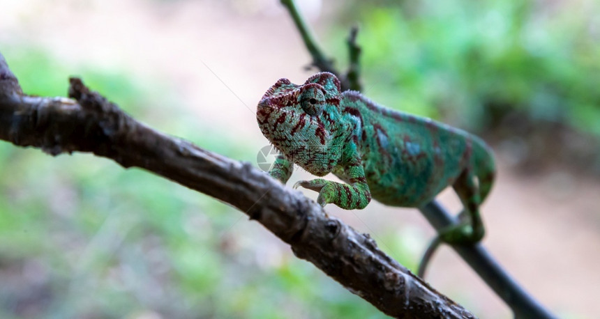 荒野分支颜色一只变龙沿着马达加斯雨林的树枝移动一只变色龙沿着马达加斯雨林的树枝移动图片