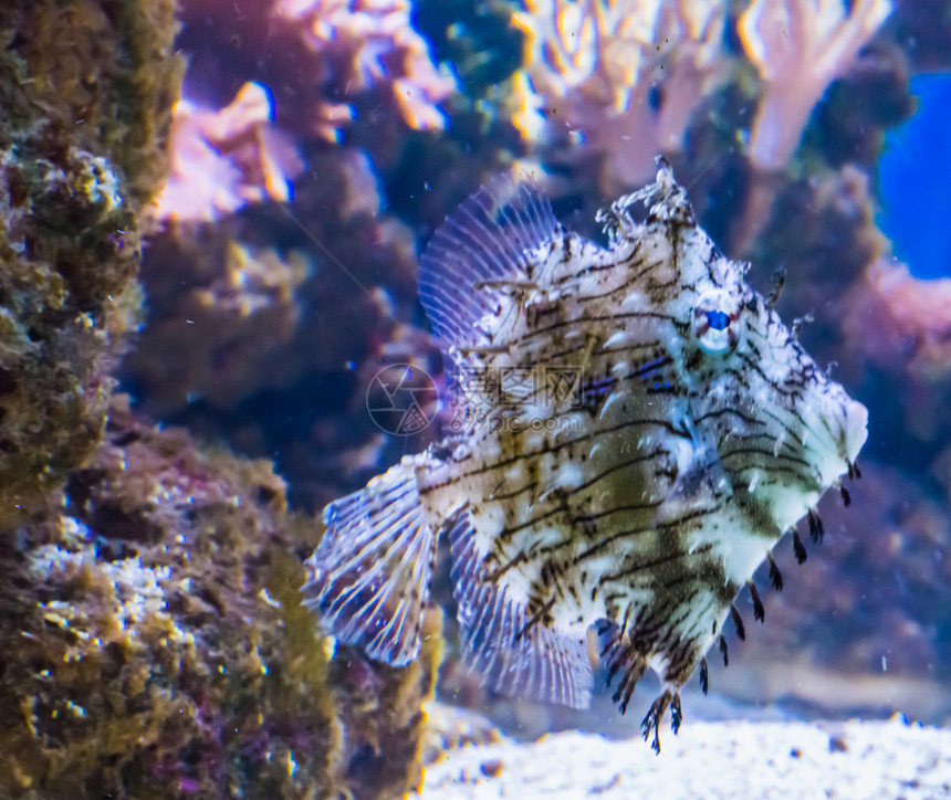 海洋生命热带水族馆鱼宠物肖像画描绘在珊瑚礁中游泳的一条刺穿皮衣鱼美丽的非洲皮革图片