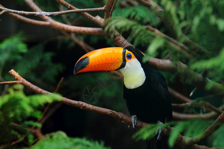 树枝图巴西巨嘴鸟有选择的聚焦镜头一个图阿肯人站在树枝上选择聚焦镜头一个图阿肯人站在树枝上明亮的背景