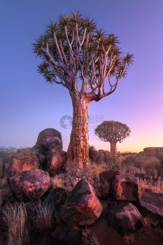 风景植物纳米比亚基特曼肖普市黎明时落岩沙漠中的Quiver树异常图片