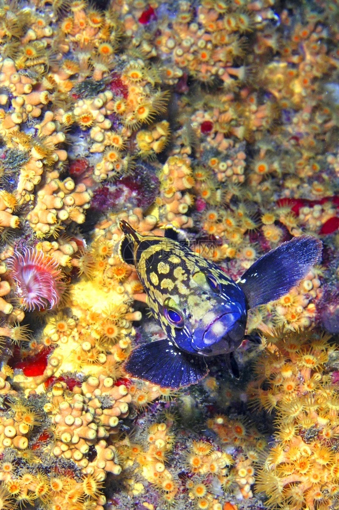 生态系统暗石斑鱼EpinephelusmarginatusCaboCopePuntasdelCalnegre自然公园地中海穆尔西图片