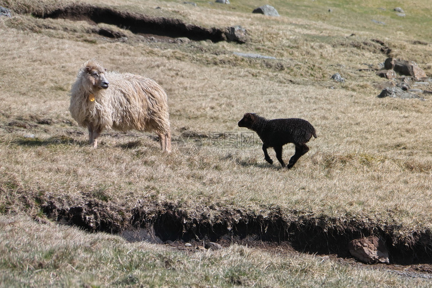 生物哺乳动法罗群岛地貌的横向风景图像其美丽的山峰和可爱小羊羔在法罗群岛表面光荣景象上的美Postcardmotif水平的图片