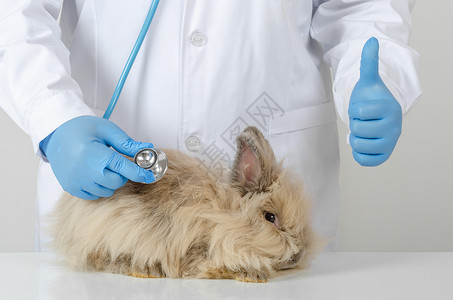 兽医给兔子做检查背景图片