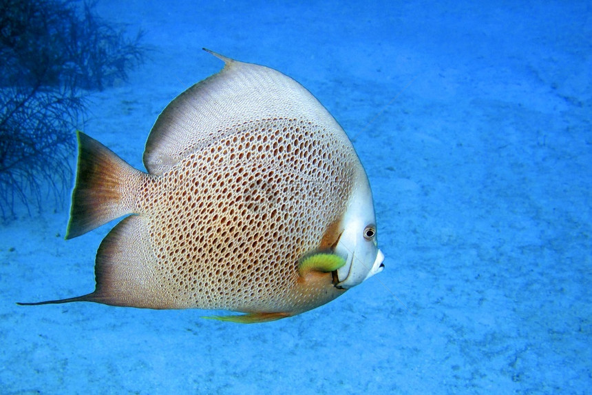 美丽GreyAngelfishPomacanthusarcuatus珊瑚礁加勒比海PlayaGiron古巴潜艇灰色的图片