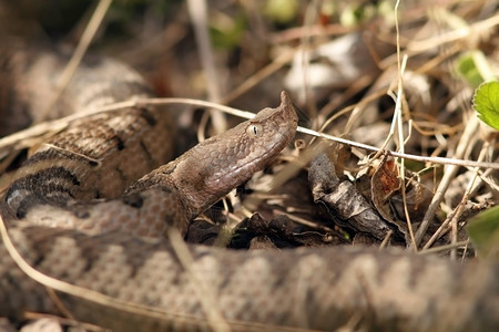蝰蛇可怕的波浪状被伪装成危险欧洲蛇鼻子角毒Vipera管在罗马尼亚拍摄的大型标本挑衅背景