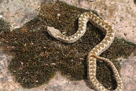 毒蛇Vipera尾巴在一块被苔覆盖的石头上烘烤攻击爬虫蝰蛇图片