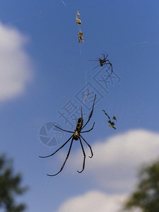 以色列游学网棕色的一只蜘蛛正在南非的网络上等待猎物旅行沙漠背景
