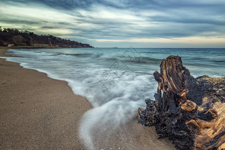 户外松弛树干保加利亚黑海岸的景超级大长期海景和原木图片