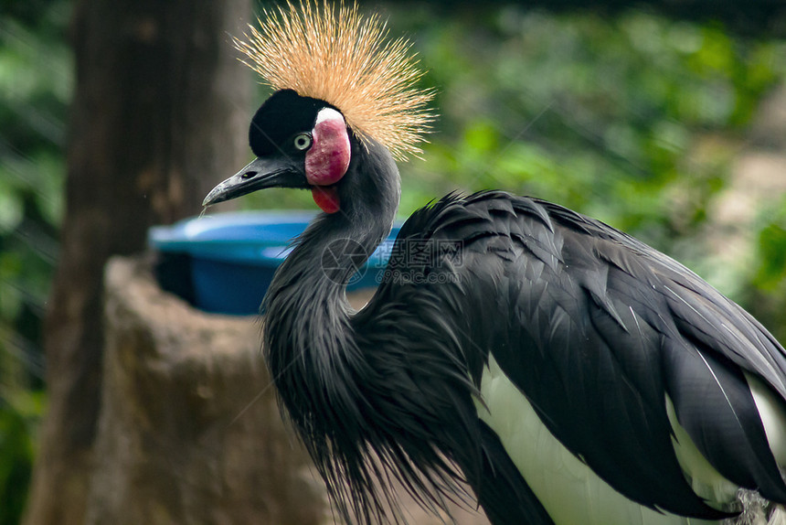 公园成立脖子在南部非洲稀树草原发现的动物园中黑冠鹤图片