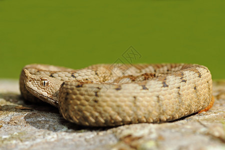结石毒蛇在上烤危险在绿色的Vipera堆上烘烤远离焦点背景有毒荒野图片