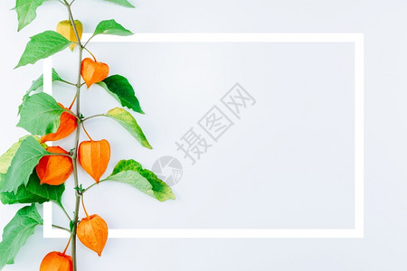 有创造力的由白背景植物树叶花日本灯笼膀胱樱桃冬季等灯塔小樱桃冬花组成的架子冬天橙背景图片