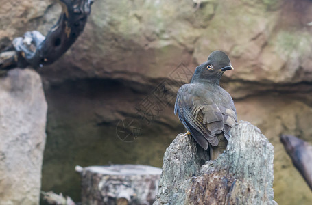 自噬体变化圭亚那坐在一块岩石上来自吉亚纳的Crested热带鸟类棕色的背景