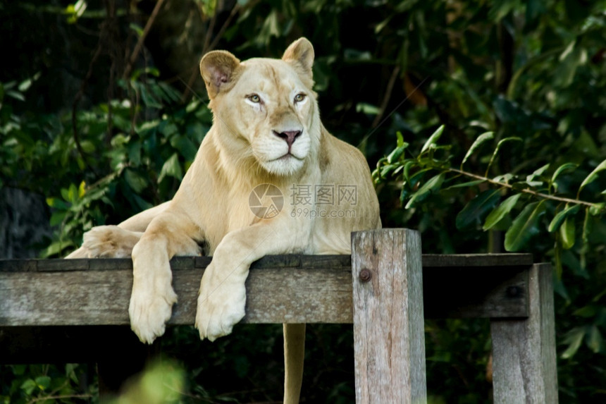 白色的男狮子躺在动物园的木制平台上稀树草原图片