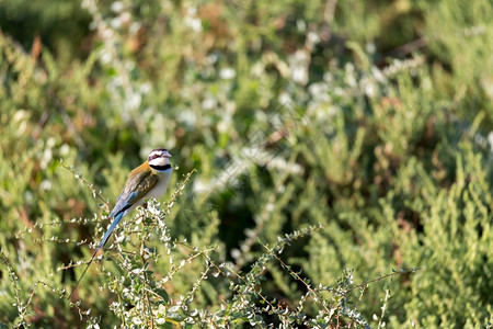 桑布鲁坐着绿色当地的鸟坐在肯尼亚树枝上当地鸟坐在肯尼亚树枝上图片