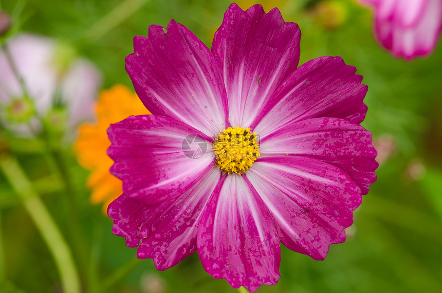 静物茎装饰风格紧贴着粉红色的宇宙花朵两边的紫色花朵图片