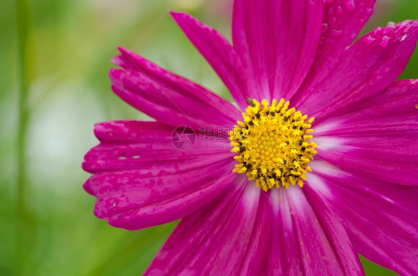 盛开紧贴着粉红色的宇宙花朵两边的紫色花朵单身开图片
