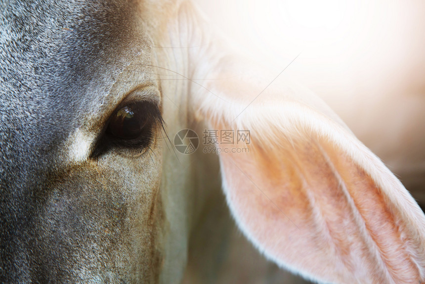 农场奶牛是印度天使的动物空户外图片