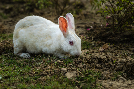 白色兔子在吃草图片