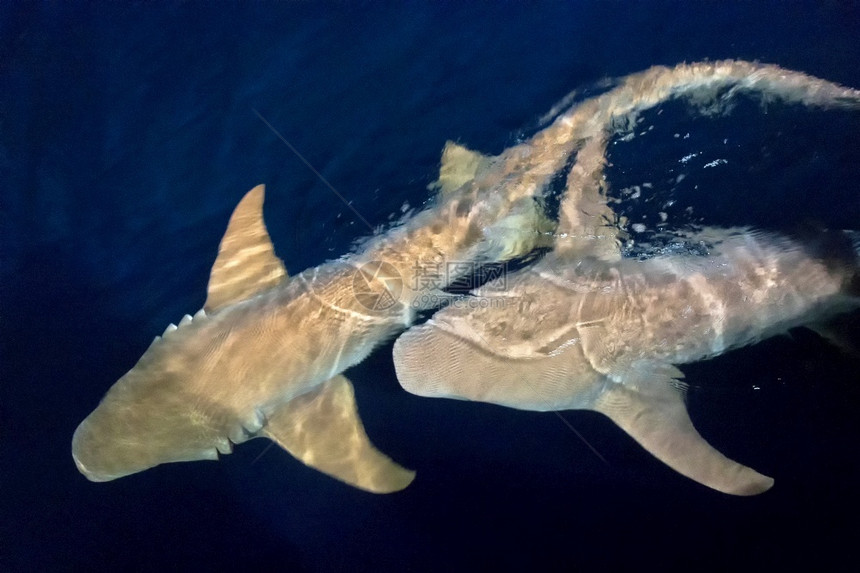 美丽海护士鲨NebriusferrugineusFelidhe环礁马尔代夫印度洋亚洲水肺图片
