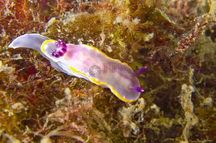 伊索海蛞蝓NudibranchCaboCopePuntasdelCalnegreNaturalPark地中海RegiondeMu图片