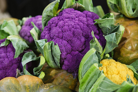 自治市镇紫色的花菜背景