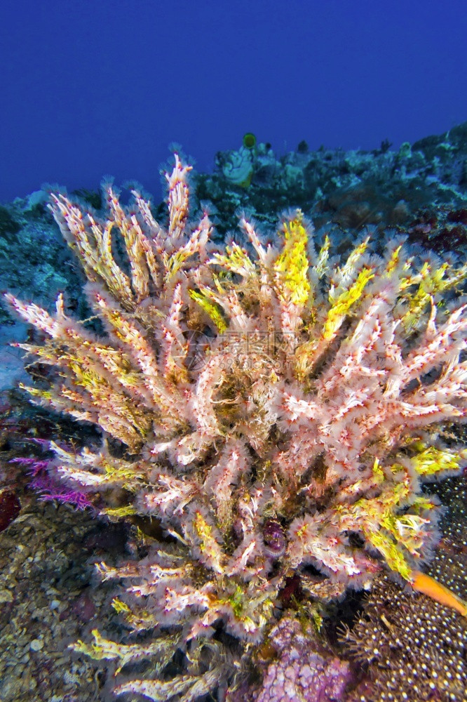 多分支美丽的野生动物多种砍伐的树木软珊瑚布纳肯海洋公园布纳肯北苏拉威西印度尼亚洲图片