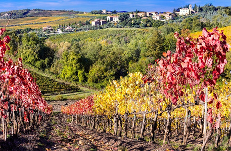 收成意大利托斯卡尼葡萄酒区的黄金园秋天风景托斯卡纳农业主义图片