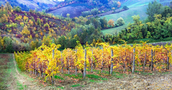 自然意大利语基安蒂托斯卡尼葡萄酒区的黄金园秋天风景图片