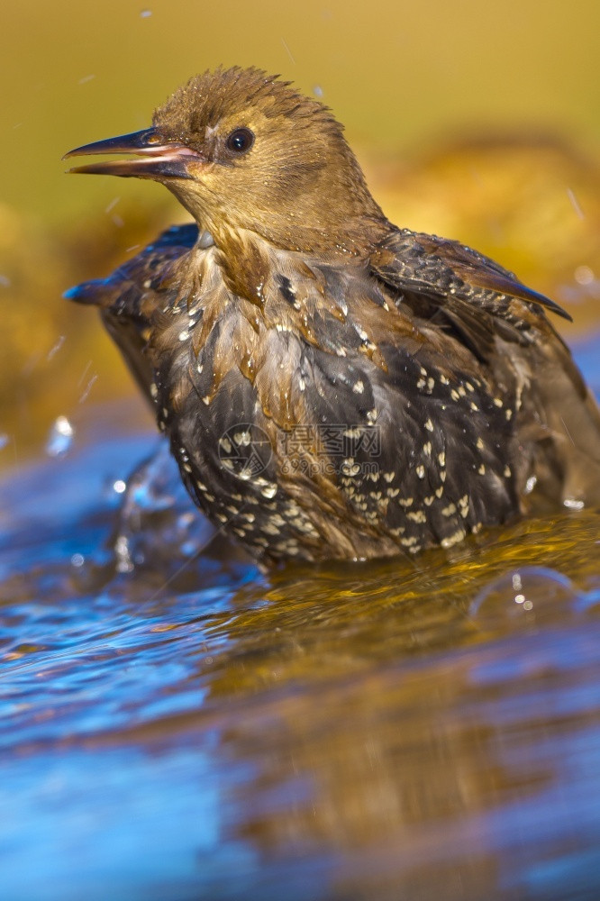 雀形目水观鸟椋Sturnusvulgaris森林池塘地中海森林卡斯蒂利亚和莱昂西班牙欧洲图片