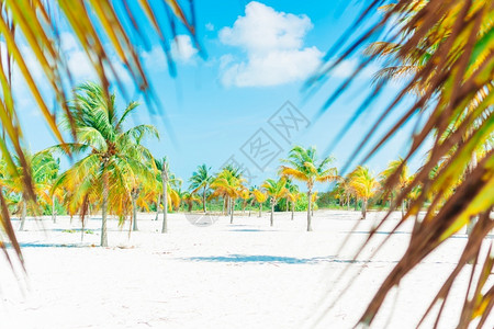 白沙滩上的棕榈树图片