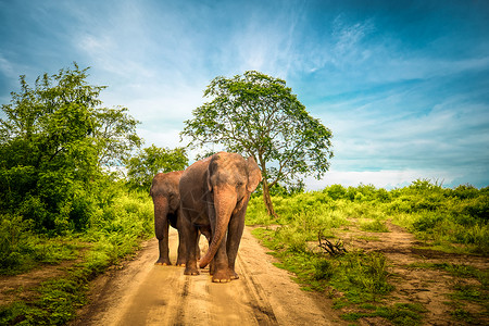 乌达瓦拉维大亚洲象站在斯里兰卡乌达瓦拉威公园热带草原惊人景观的野生动物厚地上异国情调巨大的成人背景