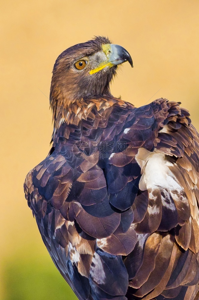 避难所观鸟者美丽的金鹰AquilaChrysaetos地中海森林卡斯蒂利亚和里昂西班牙欧洲图片