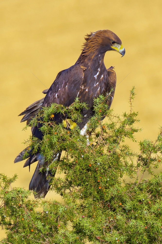 金鹰AquilaChrysaetos地中海森林卡斯蒂利亚和里昂西班牙欧洲鹰科伯德动物学图片