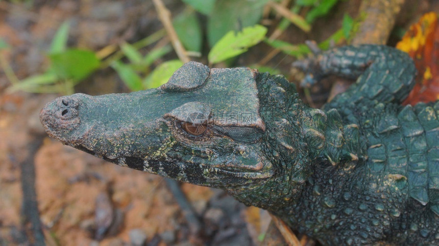危险的绿色窄吻眼镜凯门鳄的顶视图常见名称Caimandeanteojos学名Paleosuchustrigonatus丰富多彩的图片