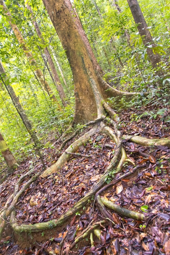 野生动物旧树和老根辛哈拉公园雨林辛哈拉贾森保护区世界遗产址教科文组织生物圈保护区斯里兰卡荒野地区亚洲生物群落的图片
