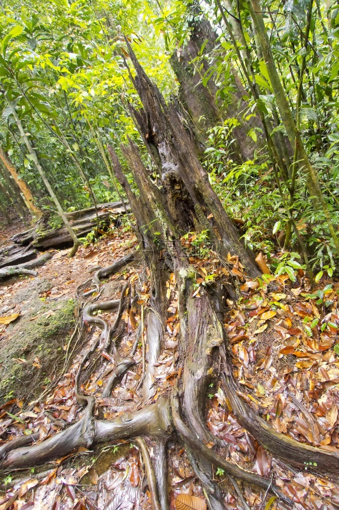 生物群落地点旧树和老根辛哈拉公园雨林辛哈拉贾森保护区世界遗产址教科文组织生物圈保护区斯里兰卡荒野地区亚洲新鲜的图片
