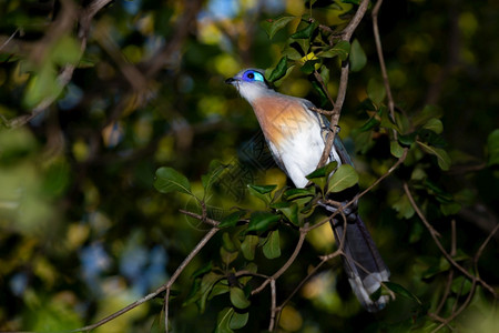 美丽的蓝丝布谷坐在树枝上美丽的蓝丝布谷坐在树枝上波峰布谷鸟漂亮的背景图片