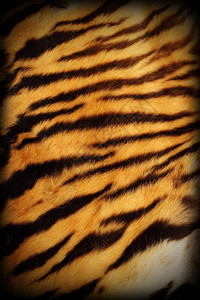 真实的老虎纹理毛皮细节加上自然图案的Vignette动物丛林头发图片