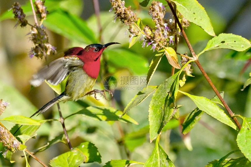 野生动物深红太阳鸟Aethopygasiparaja河流森林皇家巴迪亚国公园巴迪亚公园尼泊尔亚洲河边可爱的图片