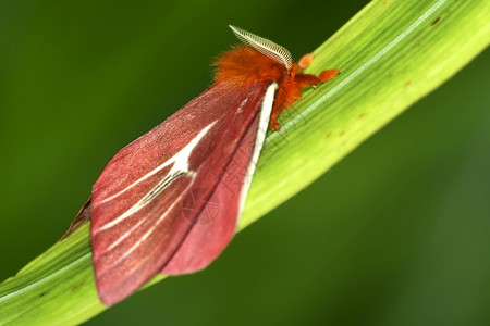 节肢动物历史热带蝴蝶雨林纳波河流域亚马逊厄瓜多尔美洲图片