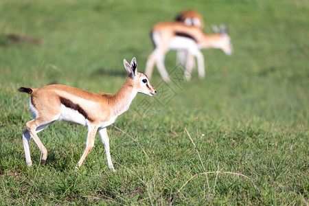 肯尼亚大草原地中的羚羊图片