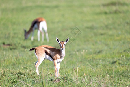 肯尼亚大草原地中的羚羊高清图片