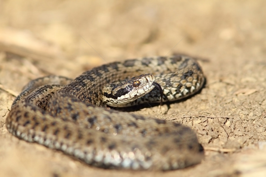 欧洲威胁分叉的处于防御位置雄草甸毒蛇Viperaursiniirakosiensis图片