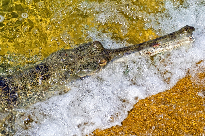 GharaalGavialGavalilisbangeticus鱼食鳄湿地皇家Bardia公园巴迪亚公园尼泊尔亚洲水利的美丽图片