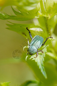 嘎嘎声HopliaParvula一种圣甲虫在犀牛花上温暖的夏日阳光下黄色的昆虫瓜拉纳皮背景